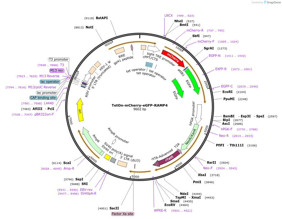 109014-plasmid-map-sequence-id-213498