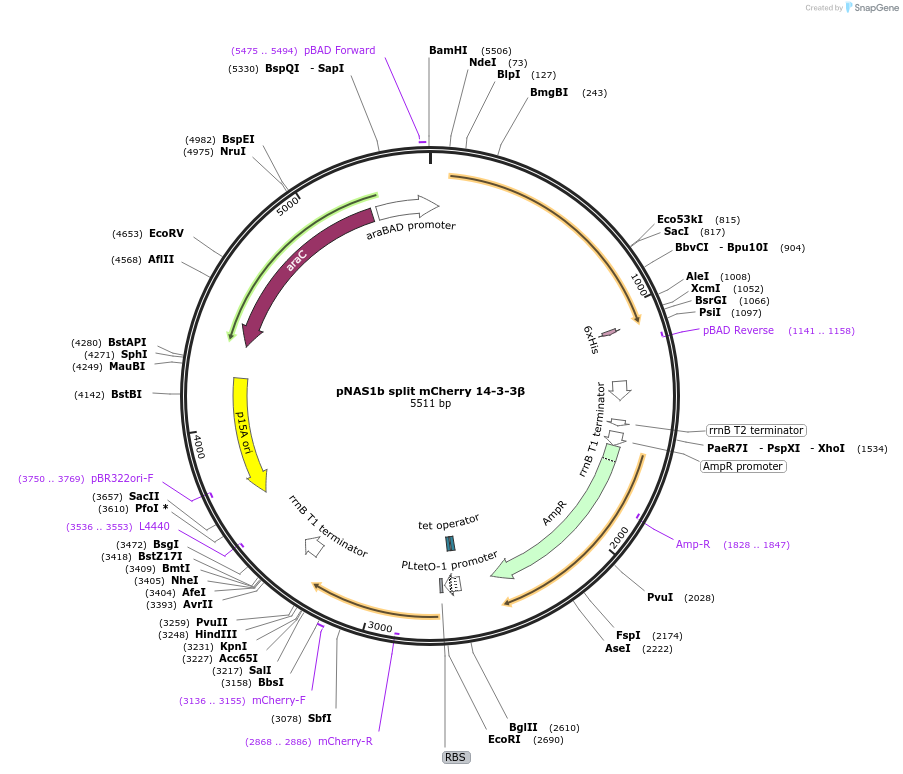 111880-plasmid-map-sequence-id-213503