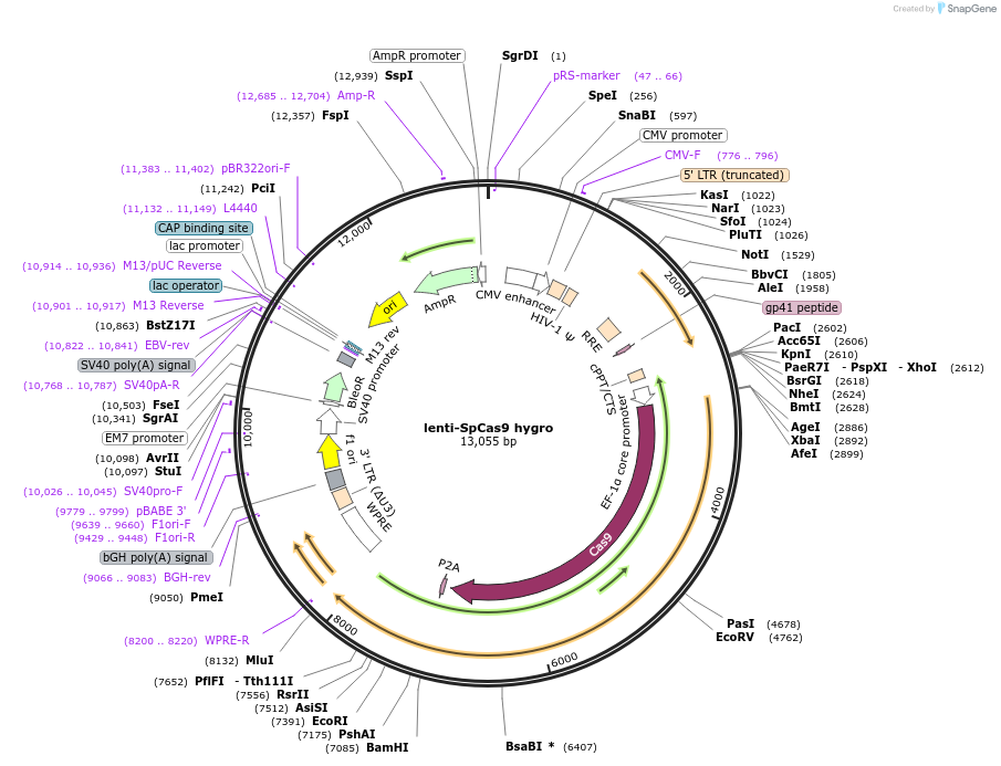 104995-plasmid-map-sequence-id-213515