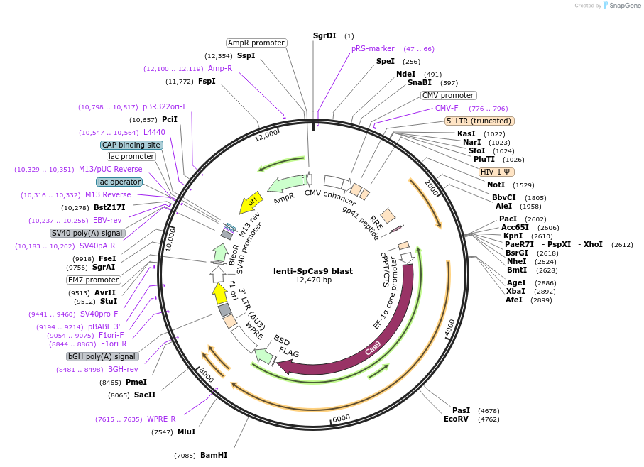 104997-plasmid-map-sequence-id-213516