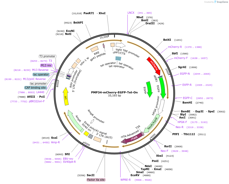109017-plasmid-map-sequence-id-213517
