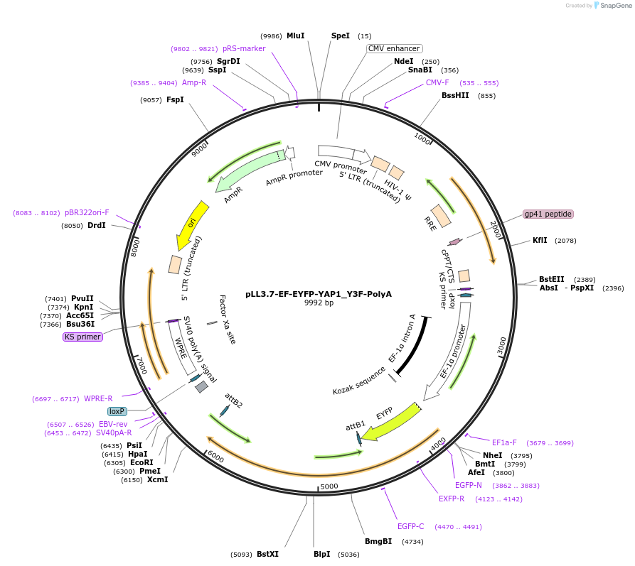 112288-plasmid-map-sequence-id-213531