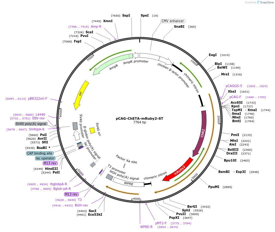109126-plasmid-map-sequence-id-213532