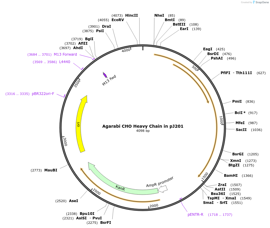 111567-plasmid-map-sequence-id-213533