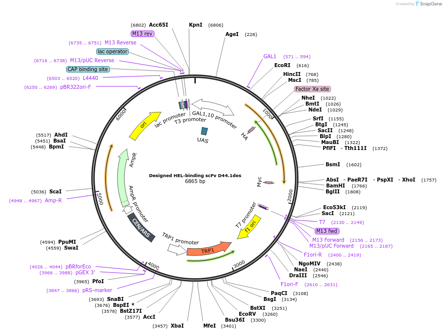 111719-plasmid-map-sequence-id-213537