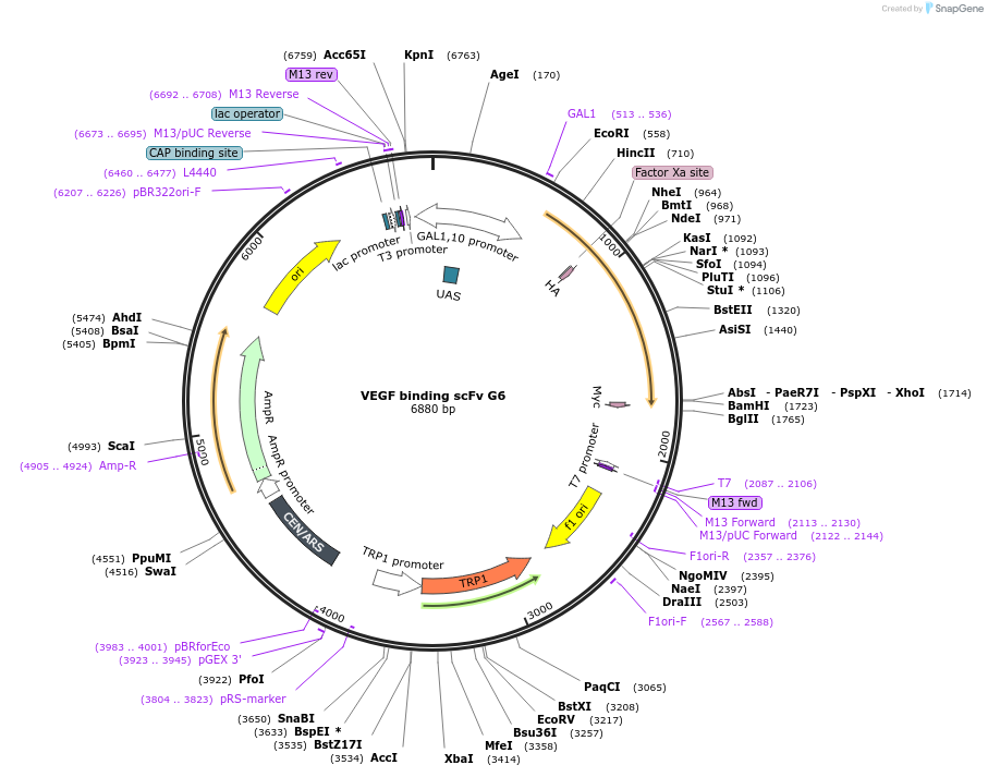 111716-plasmid-map-sequence-id-213541