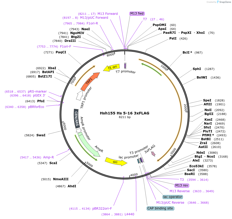111969-plasmid-map-sequence-id-213545