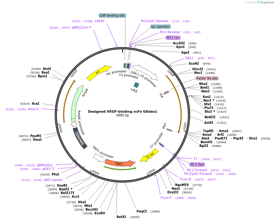 110212-plasmid-map-sequence-id-213549