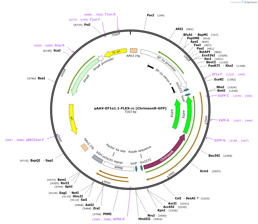 108273-plasmid-map-sequence-id-213551