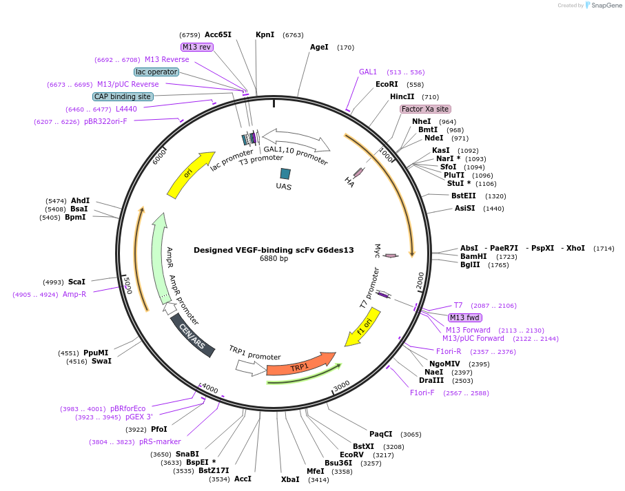 110213-plasmid-map-sequence-id-213553
