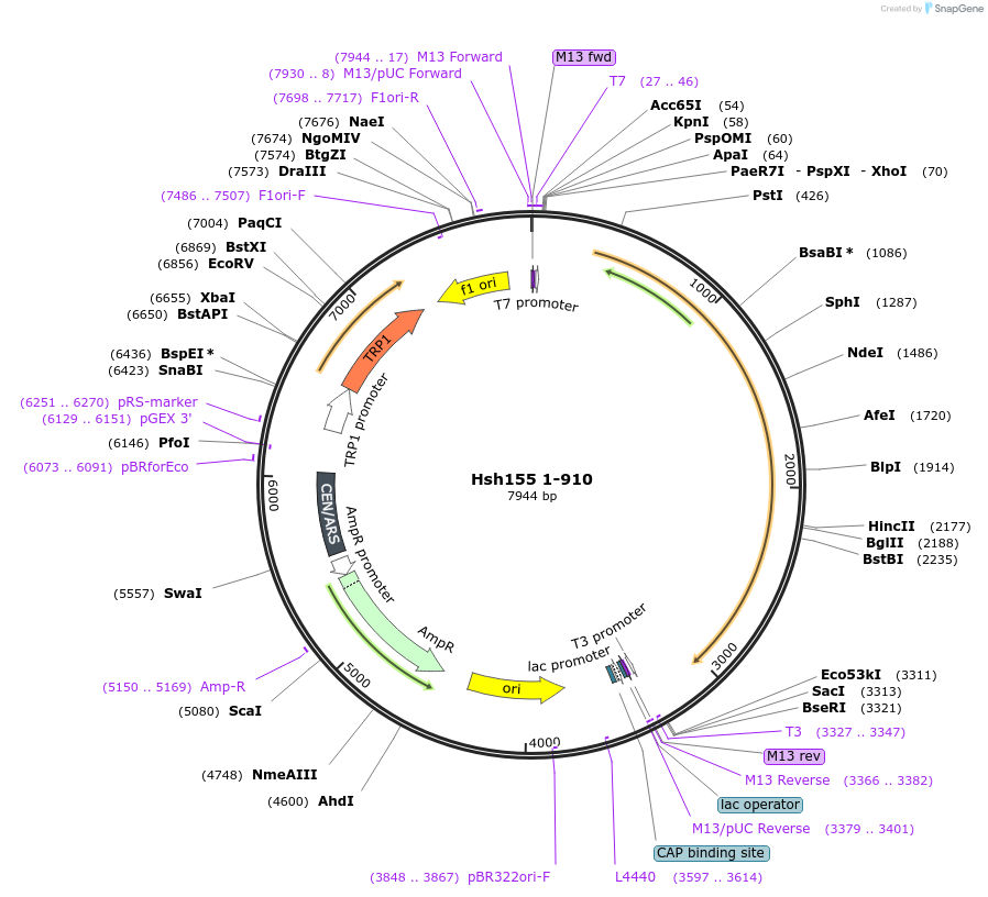 112003-plasmid-map-sequence-id-213565