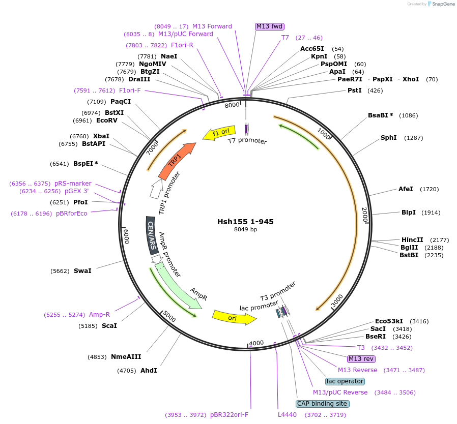 112002-plasmid-map-sequence-id-213567