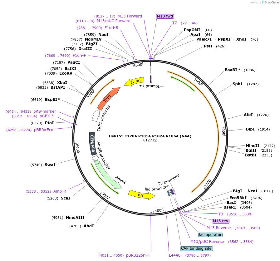 111940-plasmid-map-sequence-id-213574