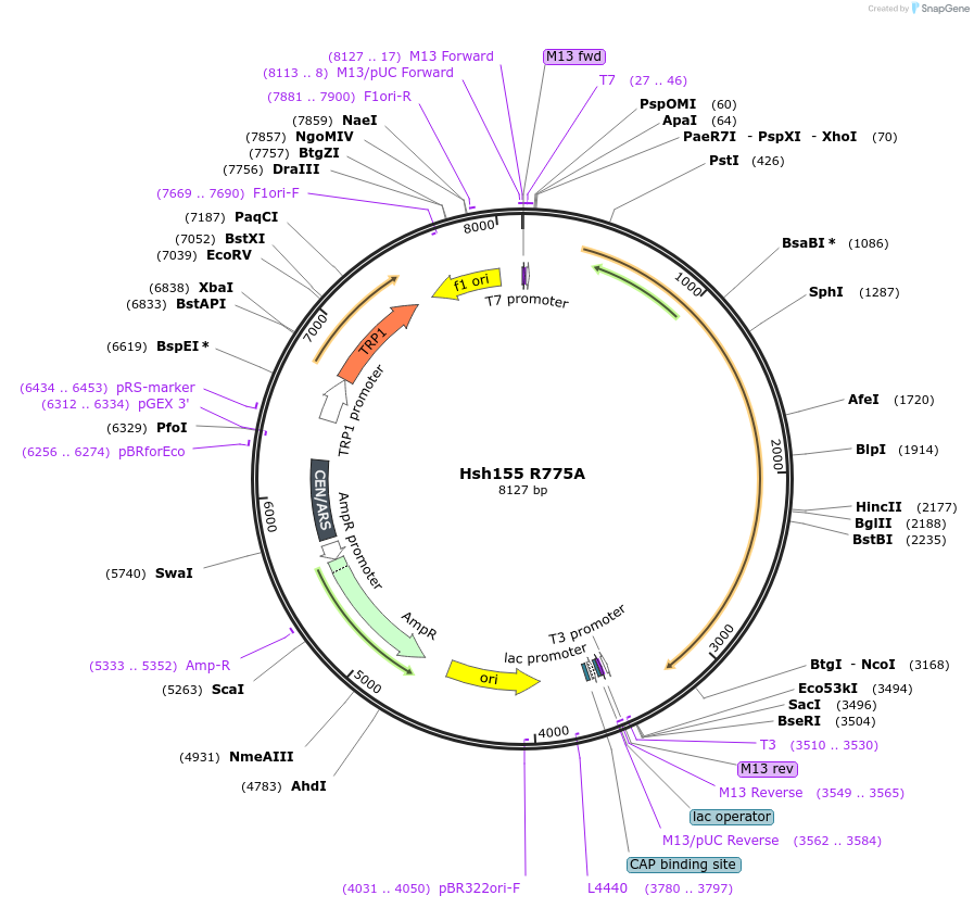 111943-plasmid-map-sequence-id-213577