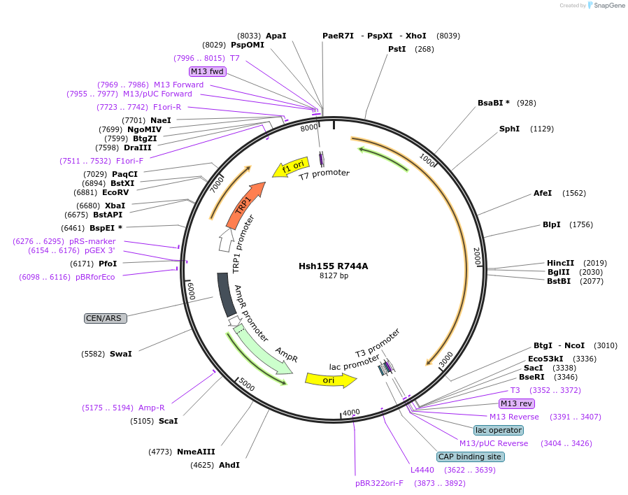 111948-plasmid-map-sequence-id-213582