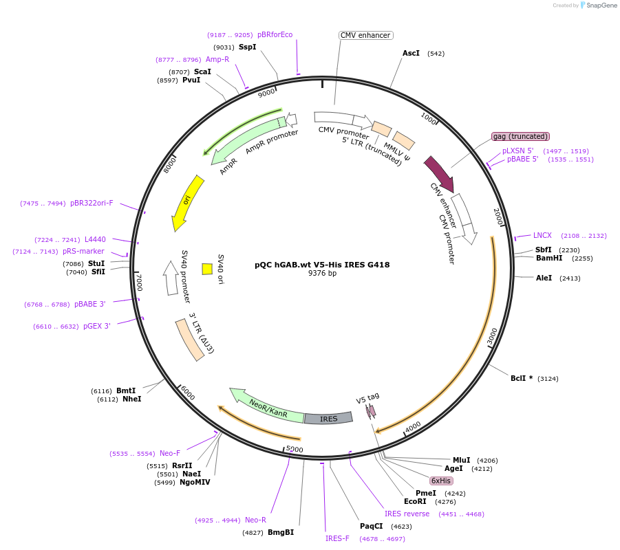 110333-plasmid-map-sequence-id-213585