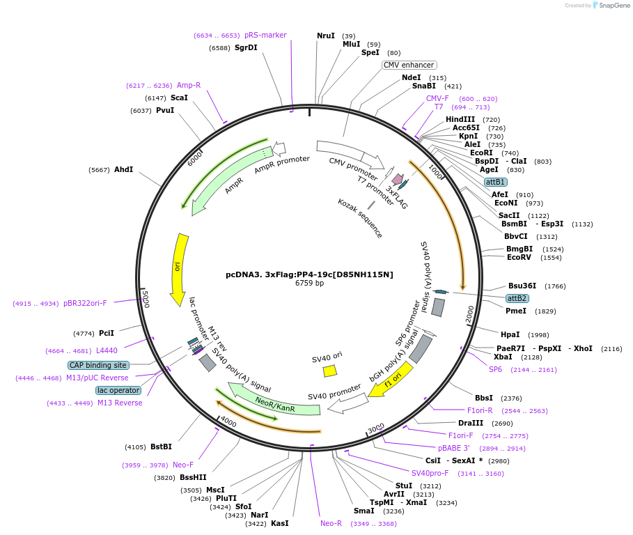 112247-plasmid-map-sequence-id-213590