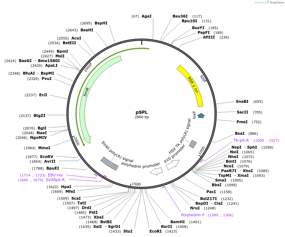 110743-plasmid-map-sequence-id-213592