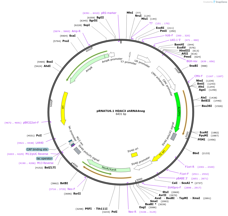 112273-plasmid-map-sequence-id-213637