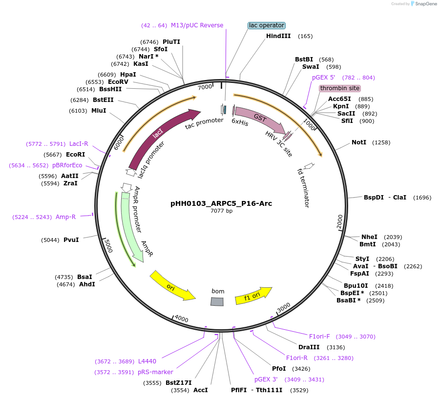 109802-plasmid-map-sequence-id-213650