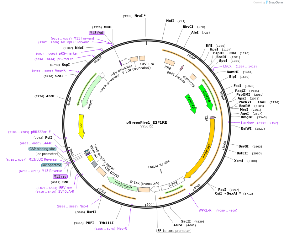 112248-plasmid-map-sequence-id-213659