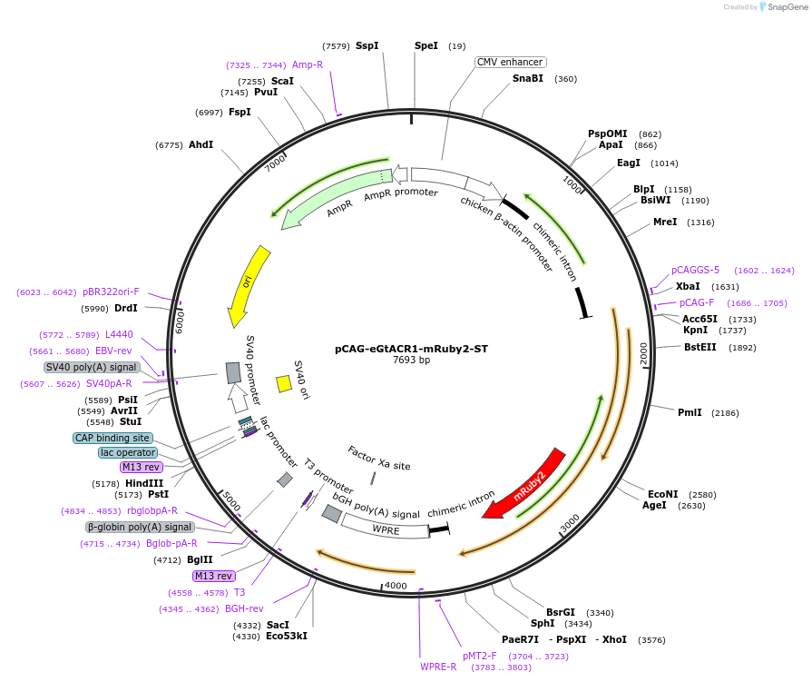 109136-plasmid-map-sequence-id-213663