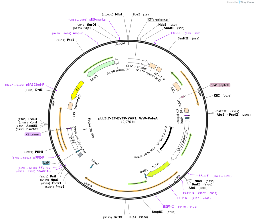 112290-plasmid-map-sequence-id-213664