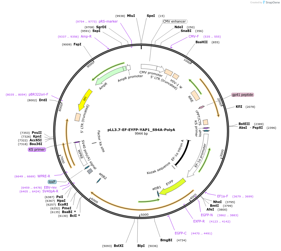 112286-plasmid-map-sequence-id-213666