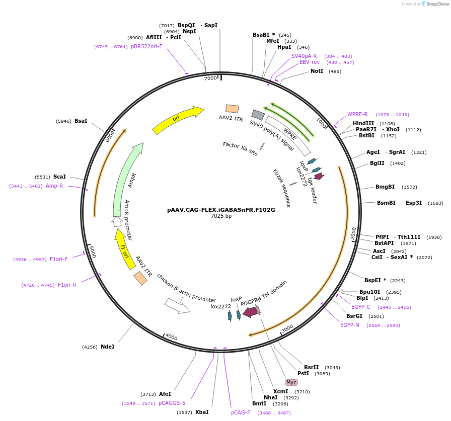 112167-plasmid-map-sequence-id-213668