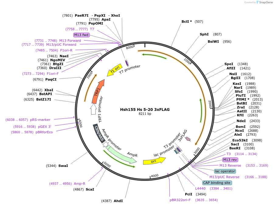 111971-plasmid-map-sequence-id-213671