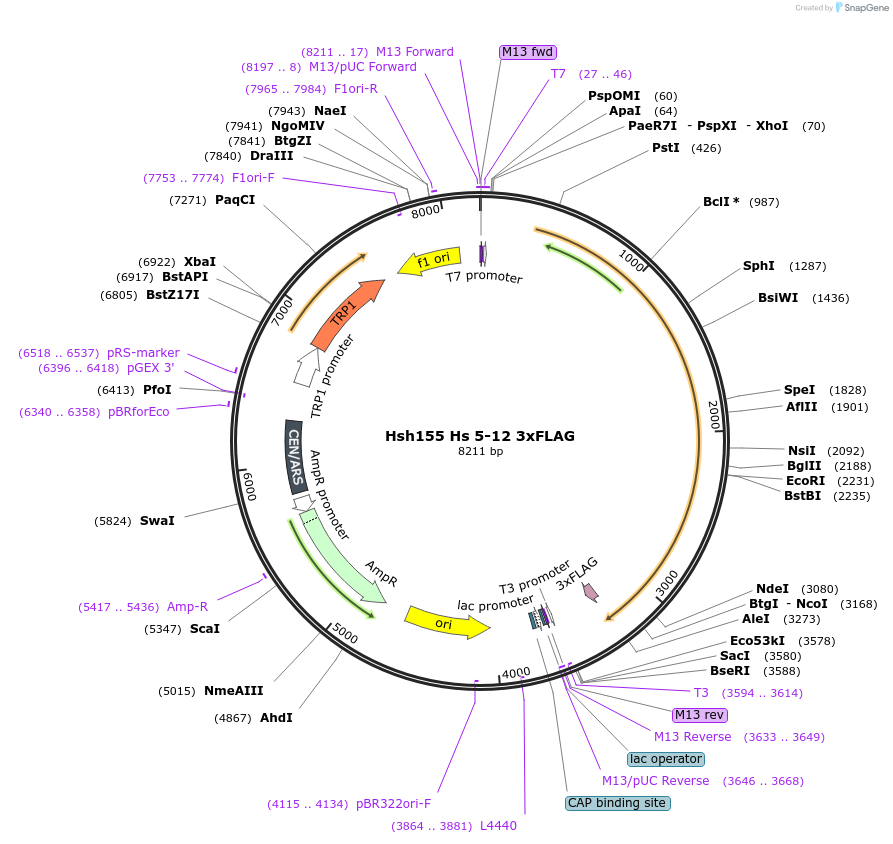 111968-plasmid-map-sequence-id-213673