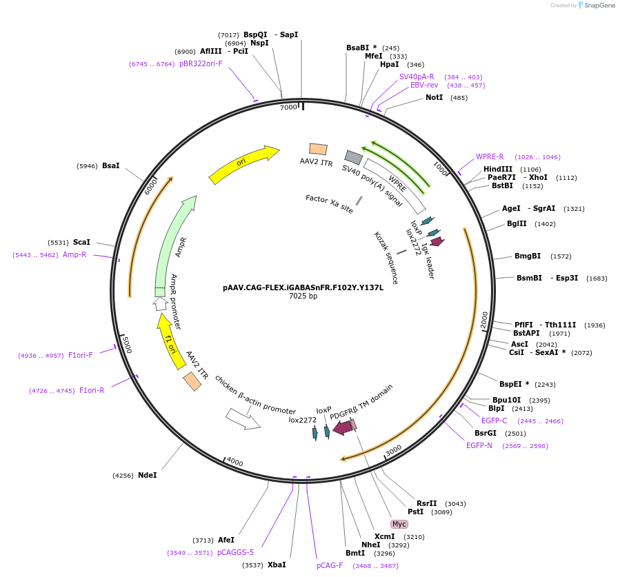 112168-plasmid-map-sequence-id-213676