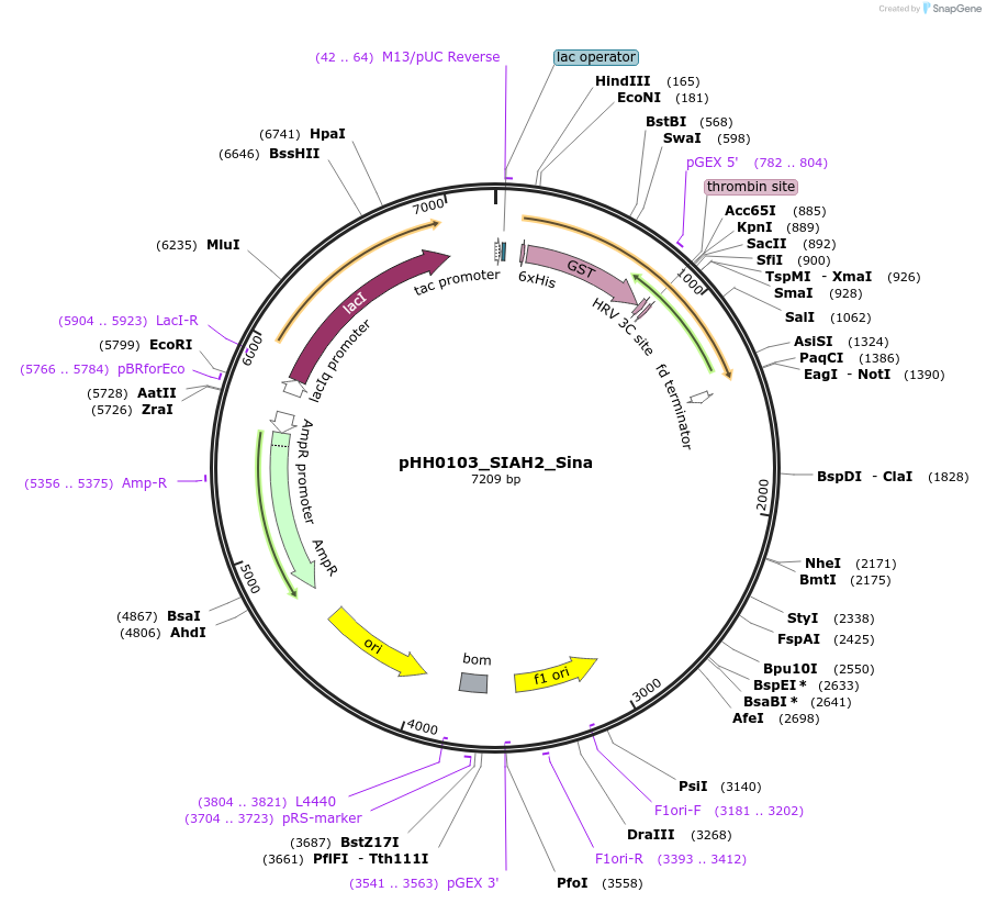 109813-plasmid-map-sequence-id-213677