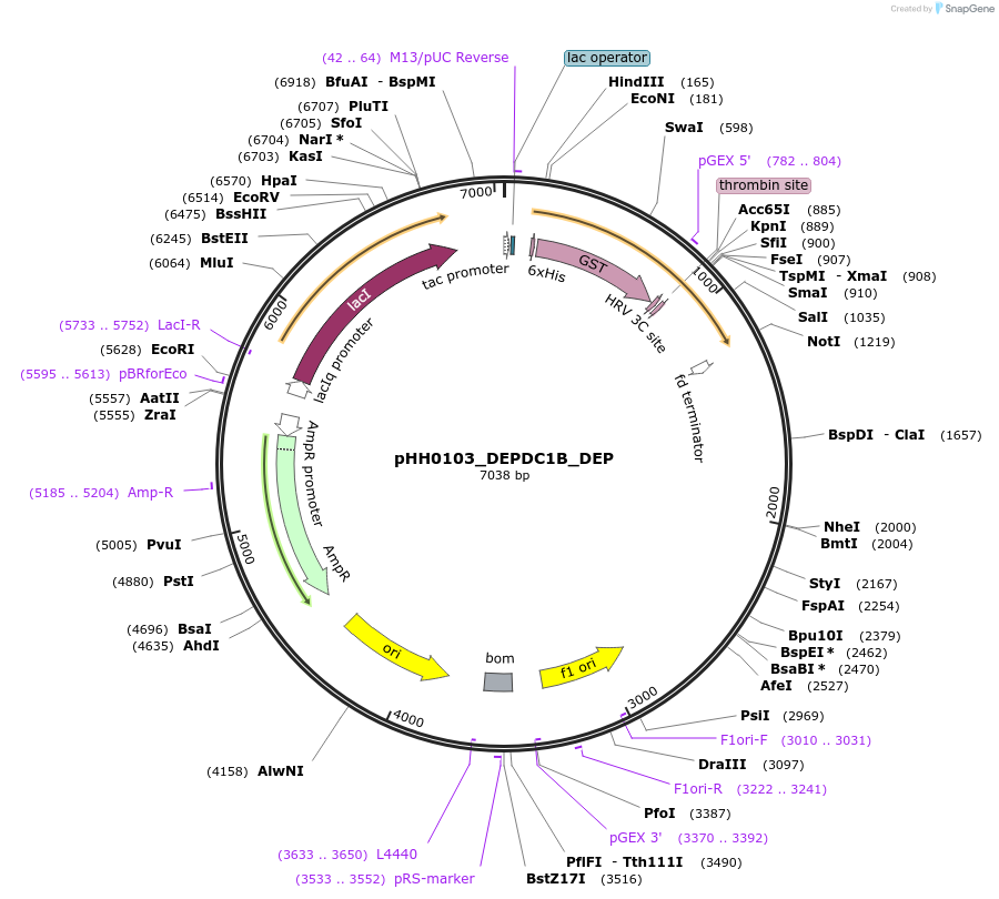 109814-plasmid-map-sequence-id-213678