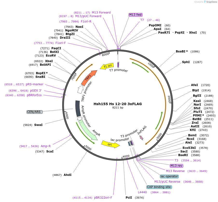 111972-plasmid-map-sequence-id-213680