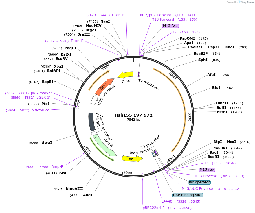 111991-plasmid-map-sequence-id-213684