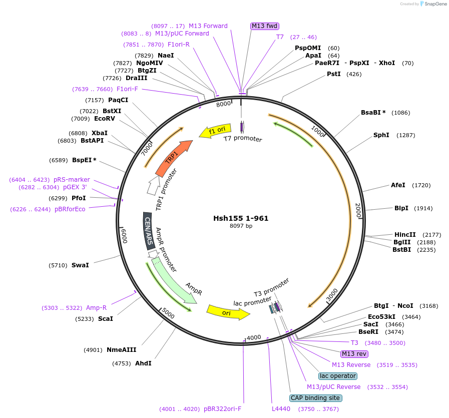 111998-plasmid-map-sequence-id-213685