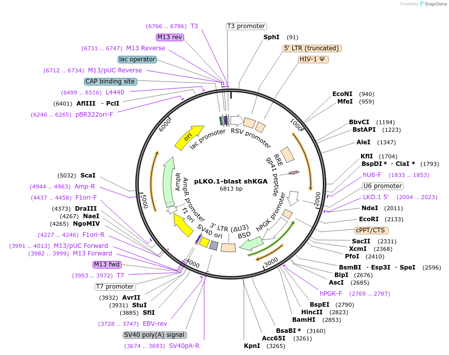 110420-plasmid-map-sequence-id-213695