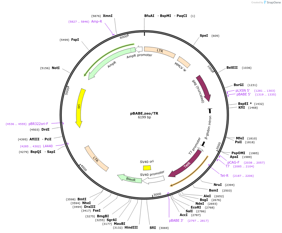 110358-plasmid-map-sequence-id-213700