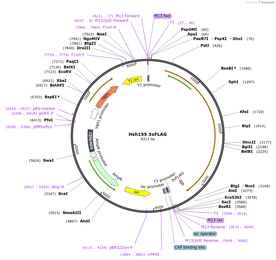 111960-plasmid-map-sequence-id-213702