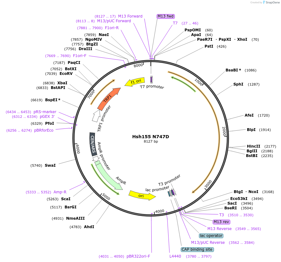 111954-plasmid-map-sequence-id-213706