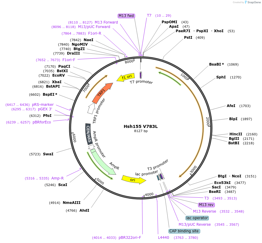 111955-plasmid-map-sequence-id-213714