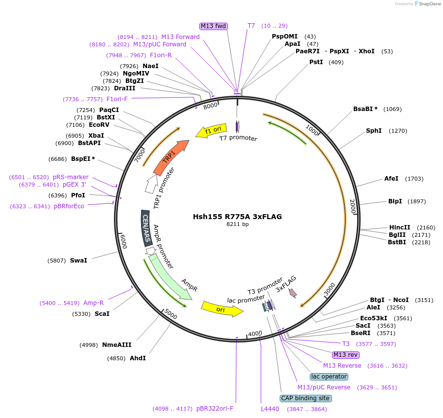 111977-plasmid-map-sequence-id-213729