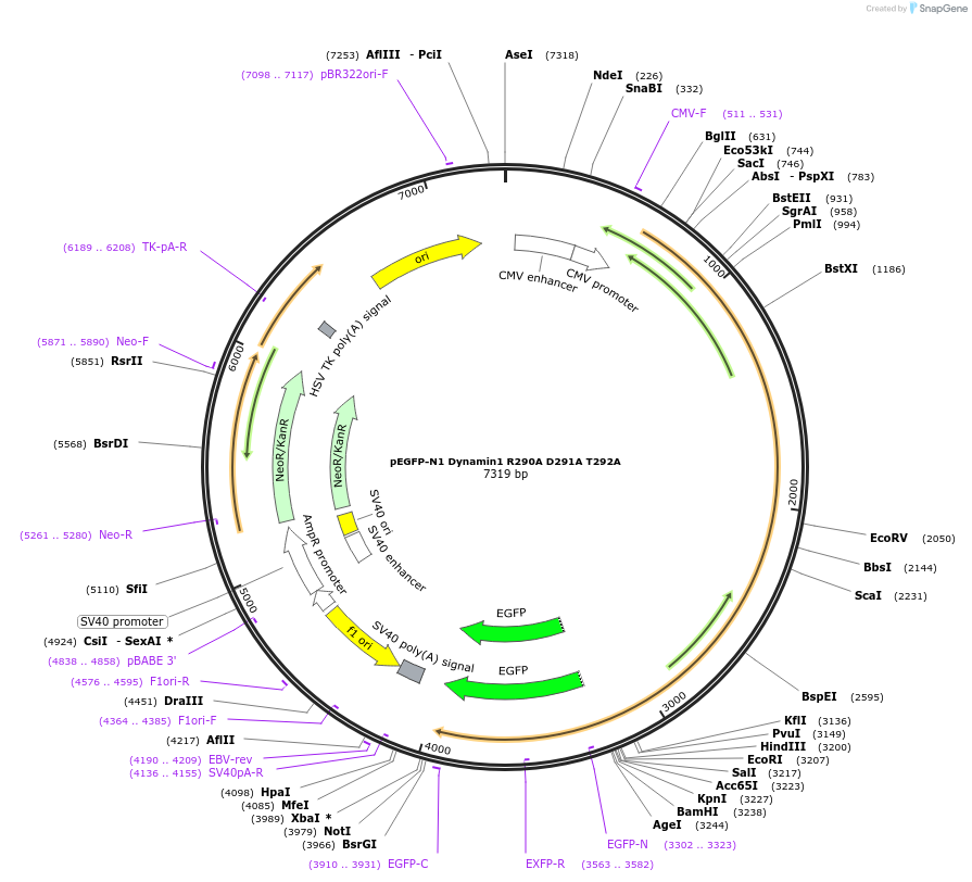 112103-plasmid-map-sequence-id-213730
