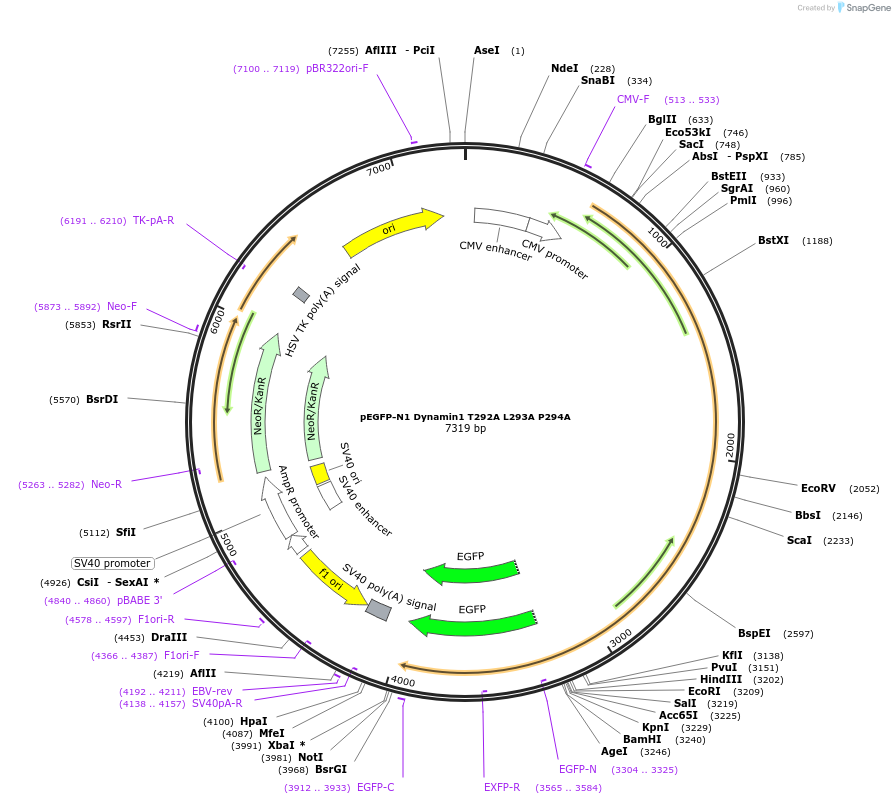 112104-plasmid-map-sequence-id-213732