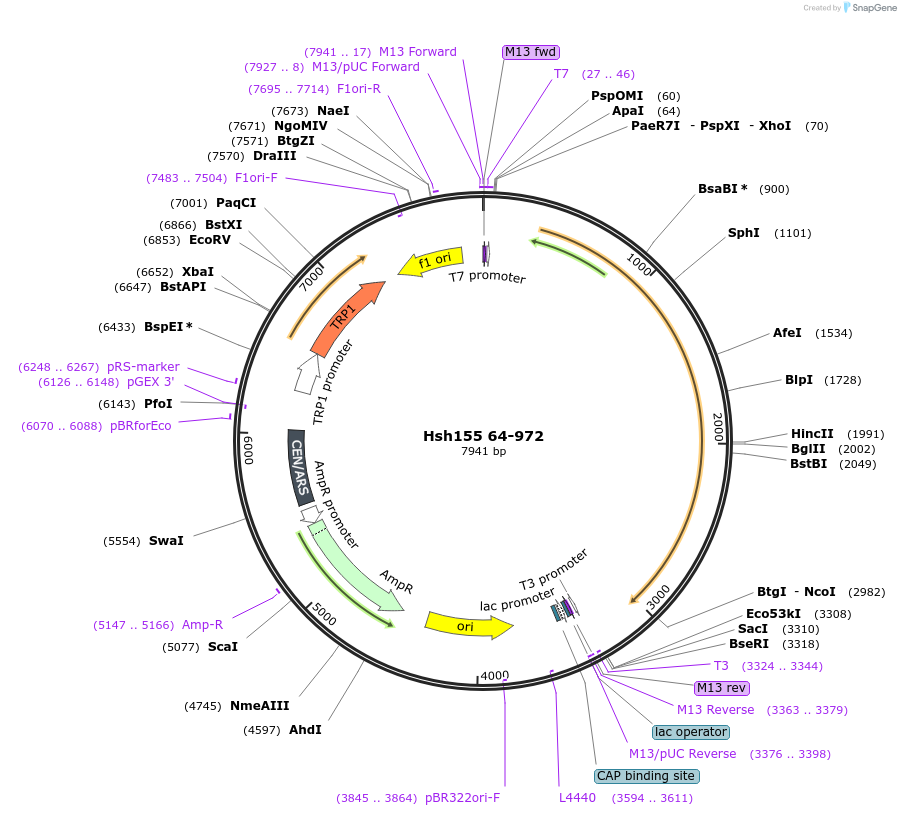 111987-plasmid-map-sequence-id-213735