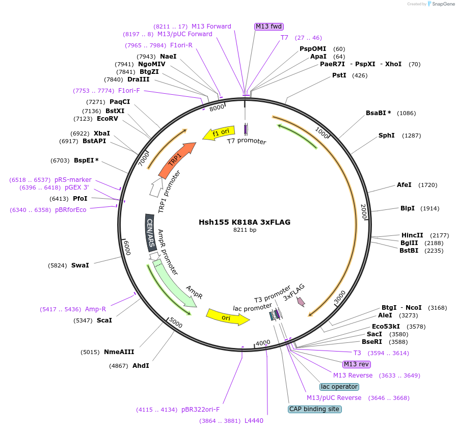 111982-plasmid-map-sequence-id-213737