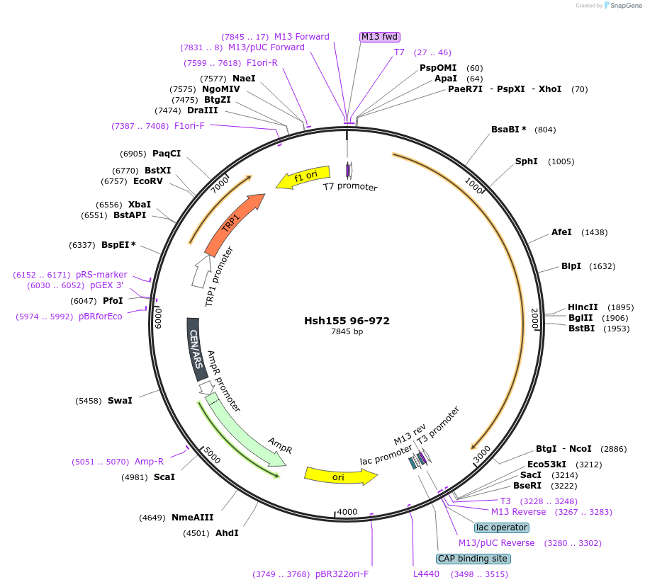 111988-plasmid-map-sequence-id-213744