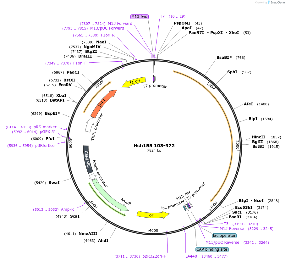 111989-plasmid-map-sequence-id-213746
