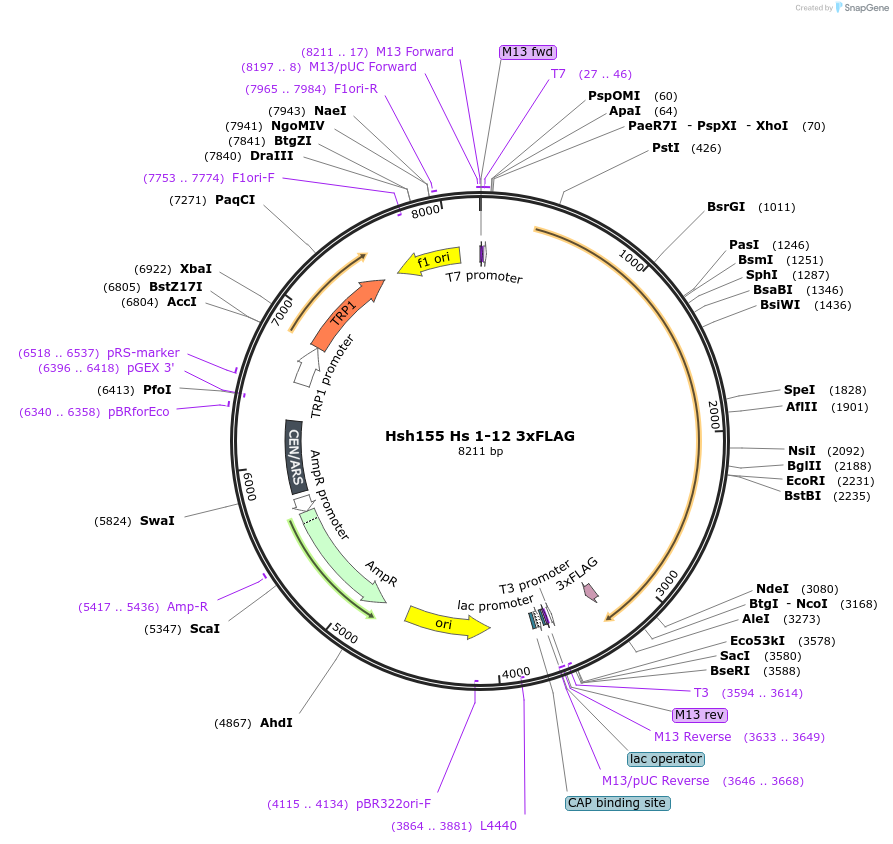 111965-plasmid-map-sequence-id-213748
